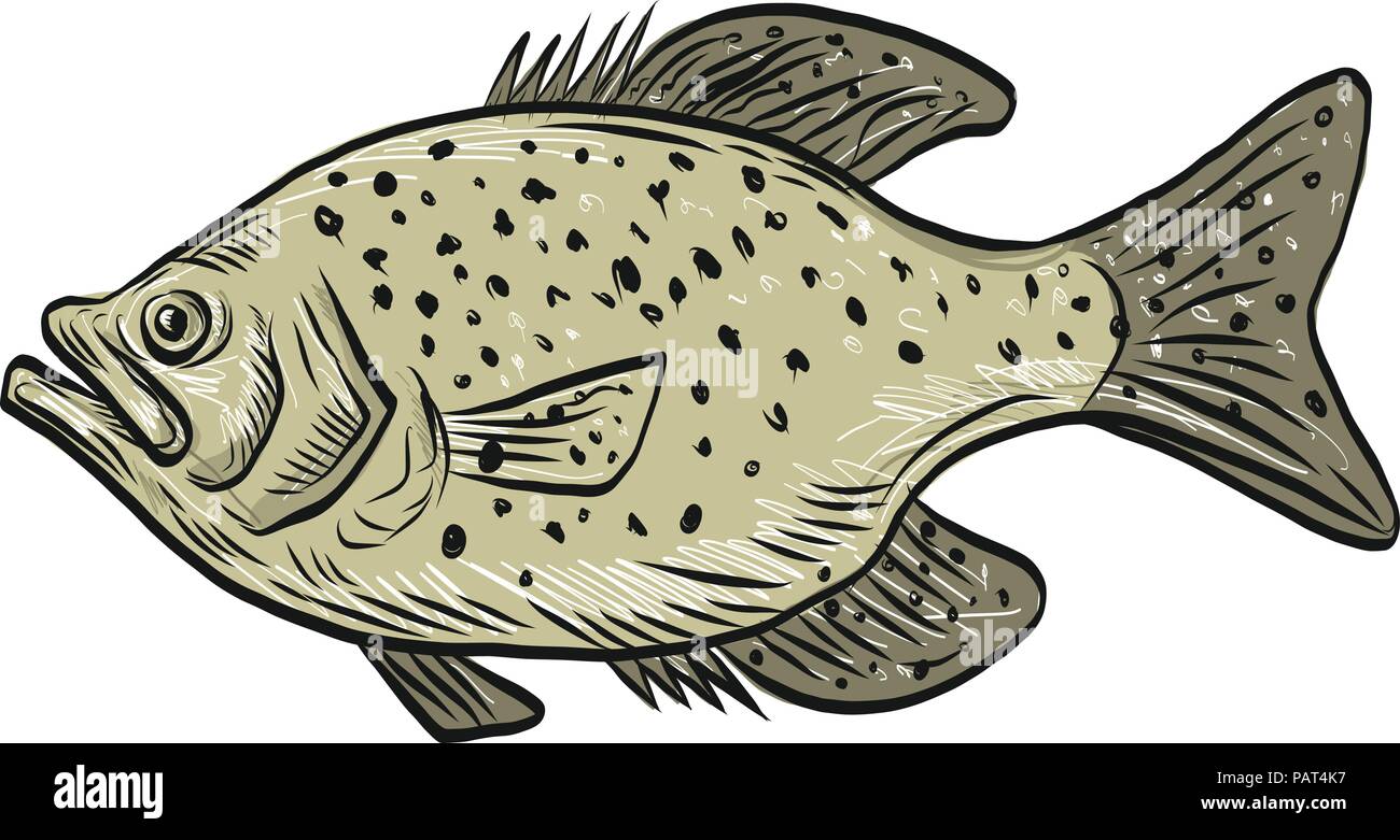 Estilo de dibujo Dibujo Ilustración de un pez papermouths crappie, fresa, bass, bass moteado, manchas, moteado, crappie Perca Bass, bass Calico. Ilustración del Vector