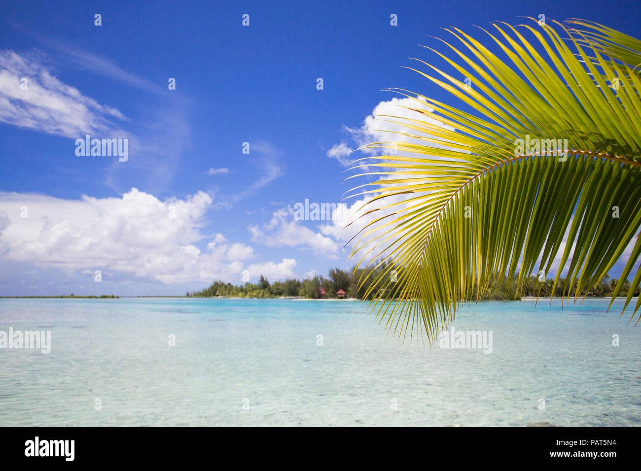 La Polinesia Francesa, la sociedad isla de Bora Bora. Waterscape escénica con frondas de palma. Foto de stock