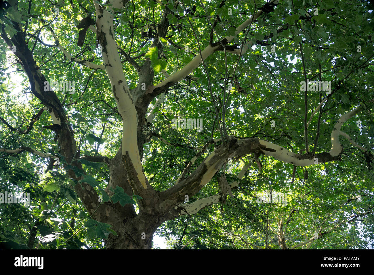 Corteza de árbol de avión (Platanaceae) caiga en el calor del verano, Pirmasens, Renania-Palatinado, Alemania Foto de stock