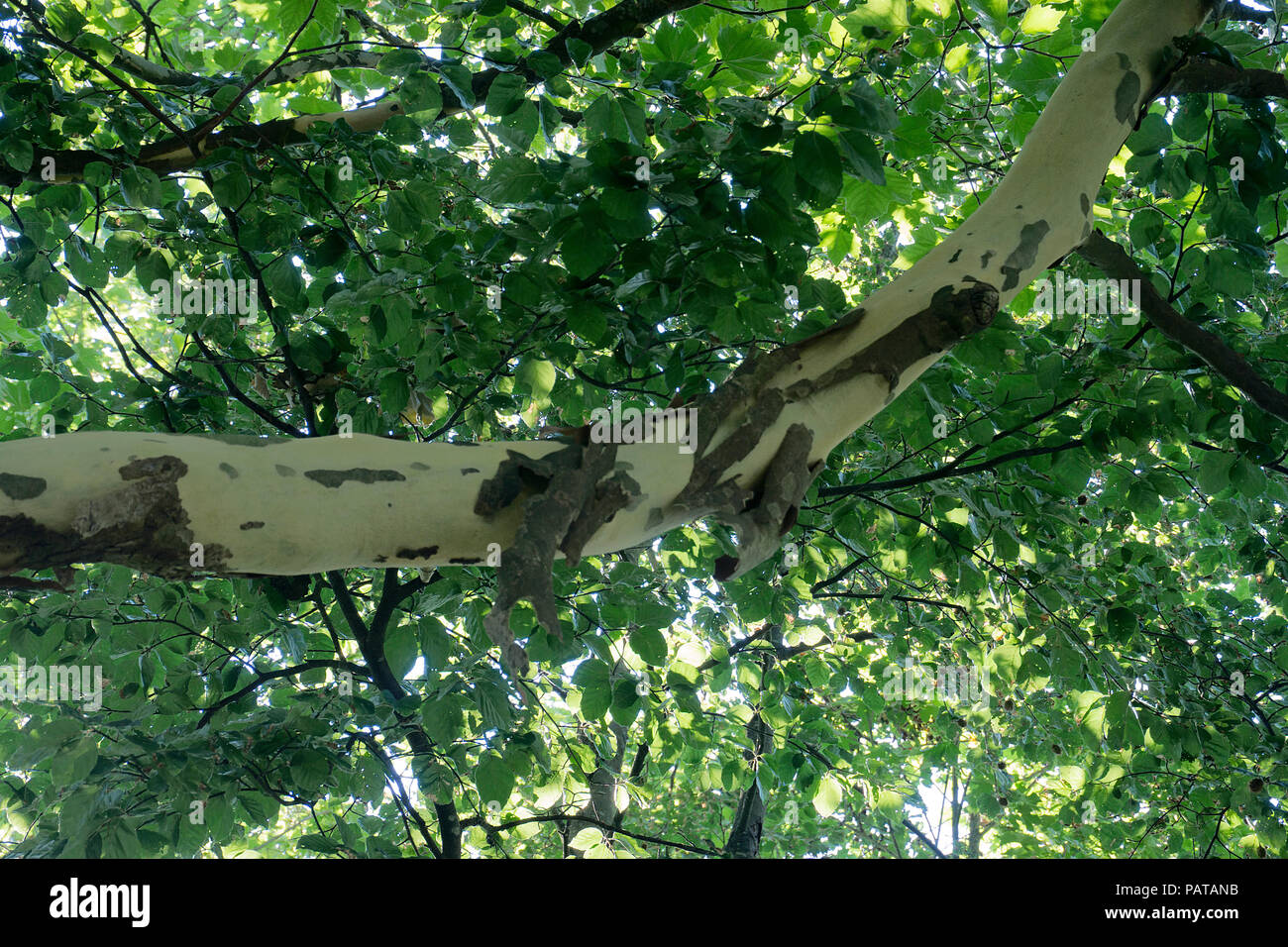 Corteza de árbol de avión (Platanaceae) caiga en el calor del verano, Pirmasens, Renania-Palatinado, Alemania Foto de stock