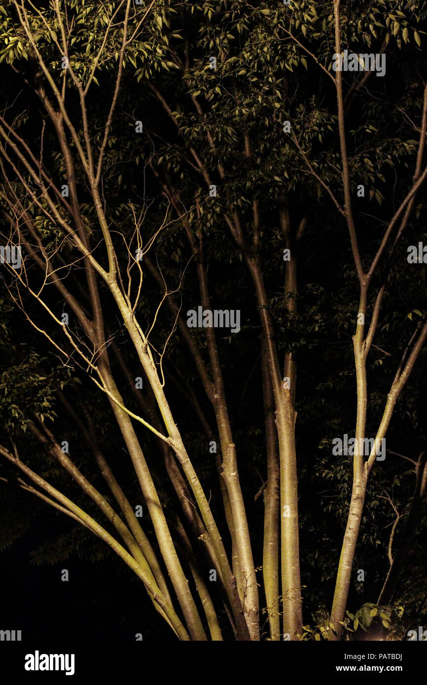 Los árboles se iluminan por la noche Foto de stock