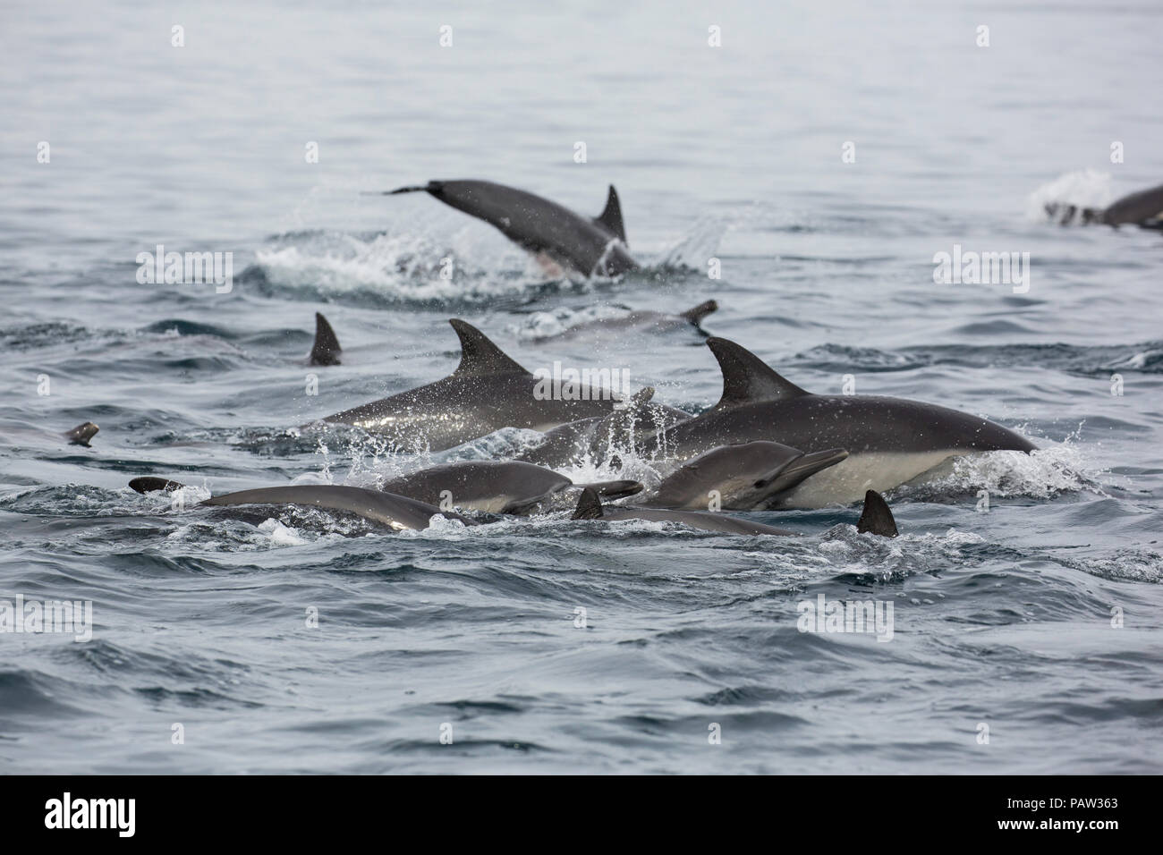 Larga picuda, delfín común Delphinus capensis, Isla San Marcos, Baja California Sur, México. Foto de stock