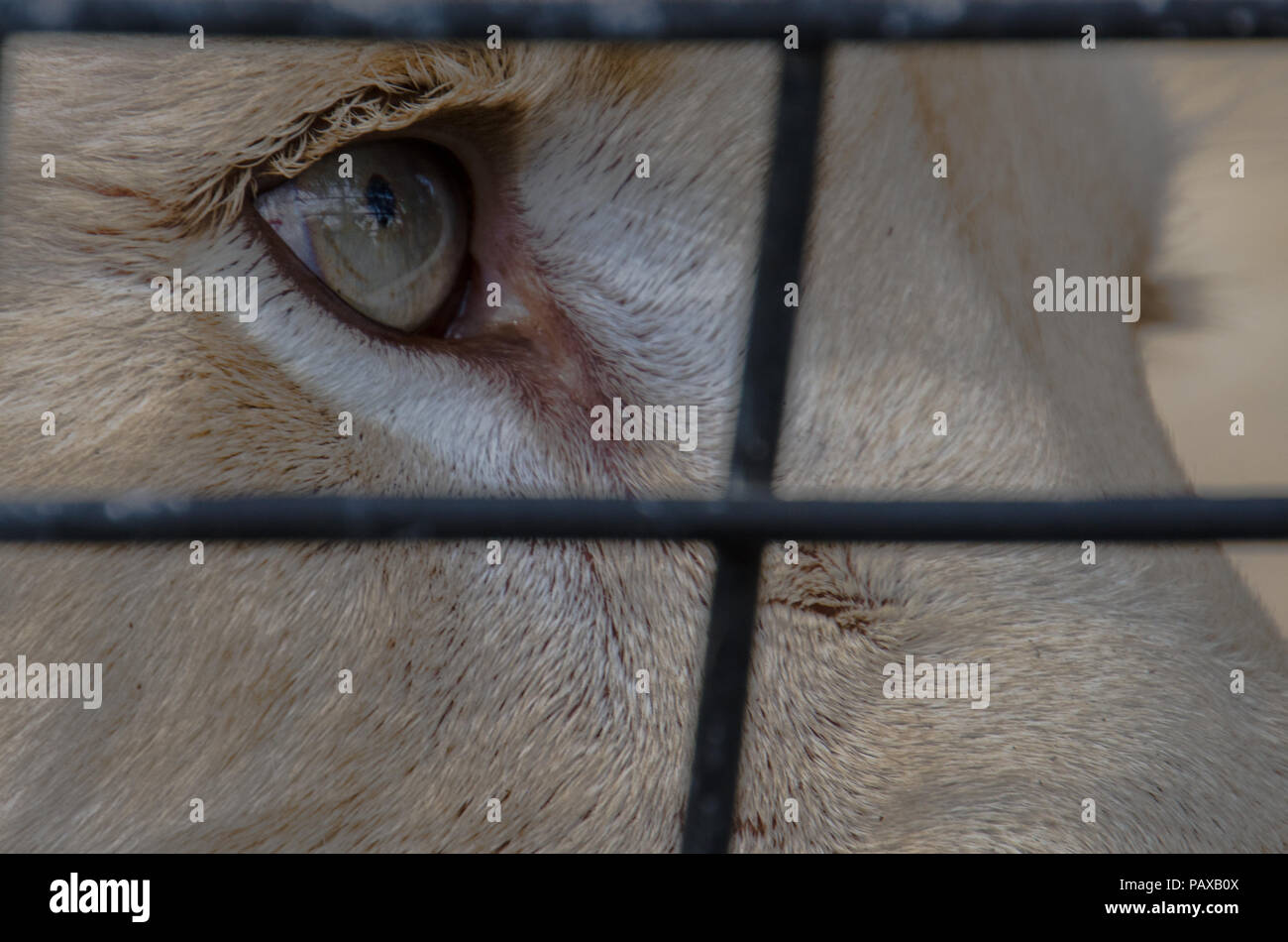 Cerca de león femenina mirando a través de la valla: la jaula del zoo. Foto de stock