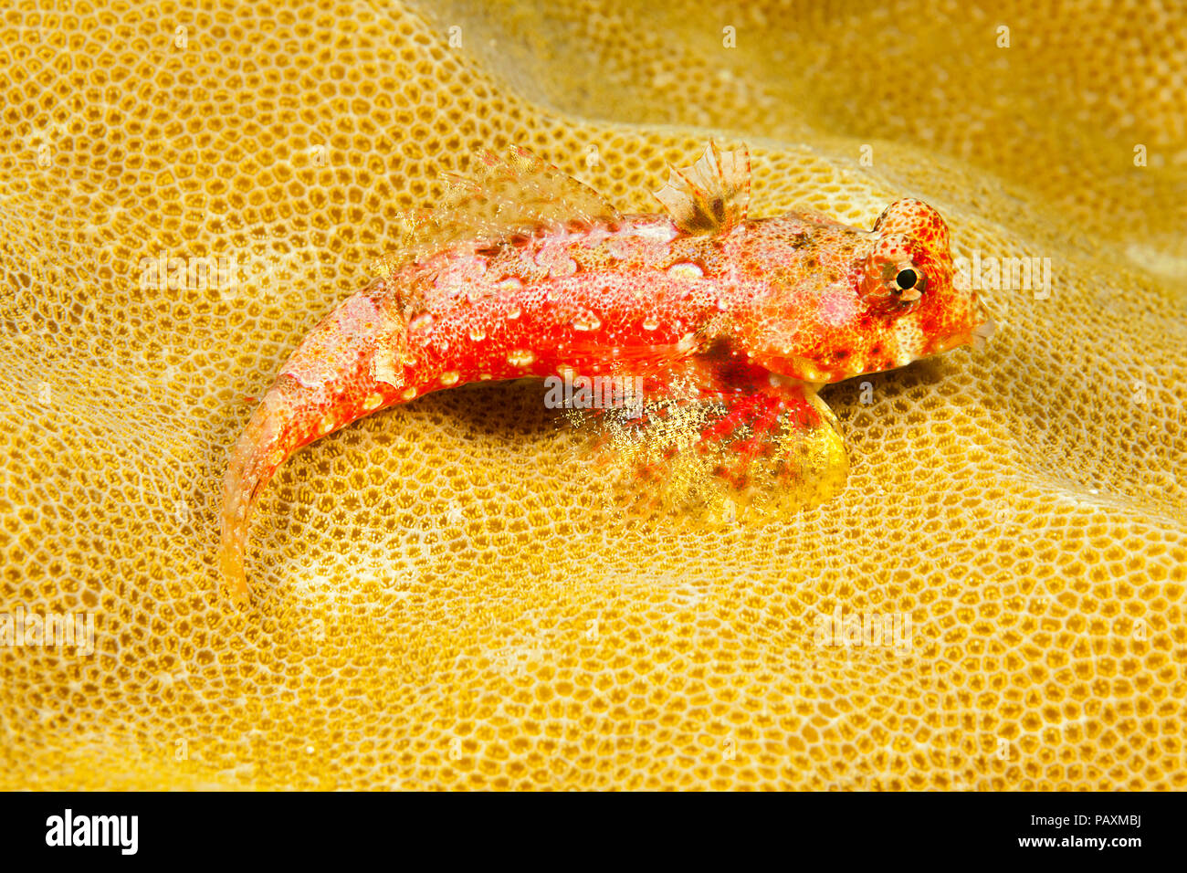 Morrison's dragonet, Neosynchiropus morrisoni, Yap, Micronesia. Esta es la hembra de esta especie. Foto de stock