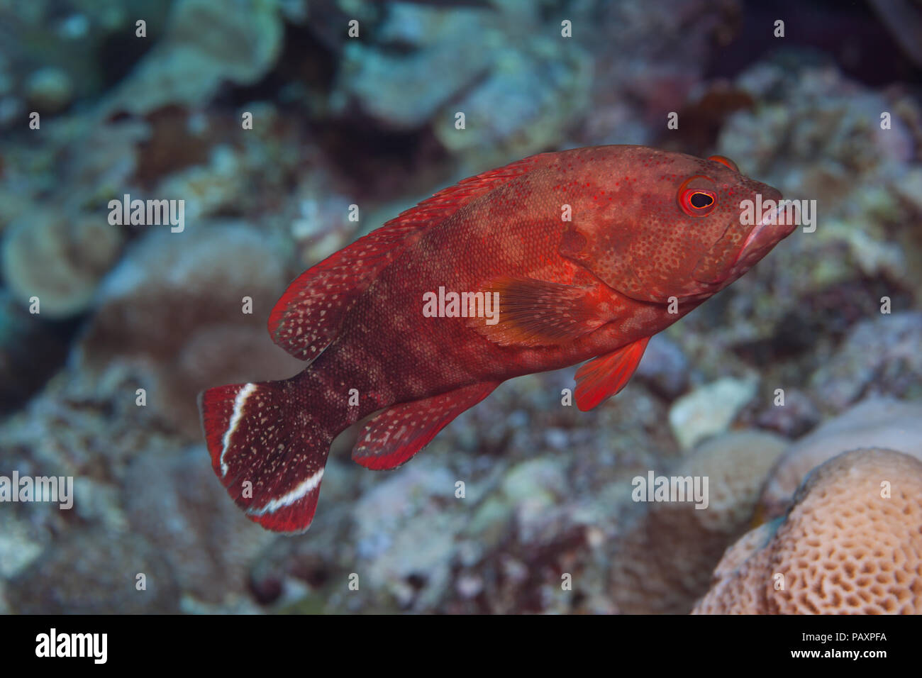 El agrupador, Cephalopholis urodeta Flagtail, conocido comúnmente como el V-tail agrupador, pueden encontrarse en los arrecifes de coral y lagunas y prefiere las aguas someras Foto de stock