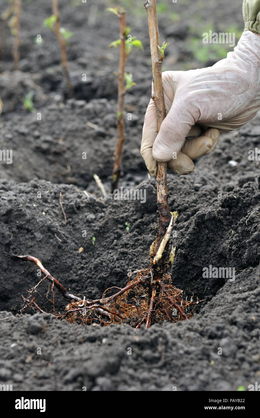 La mano del agricultor siembra una plántula de frambuesa en el jardín, composición vertical Foto de stock