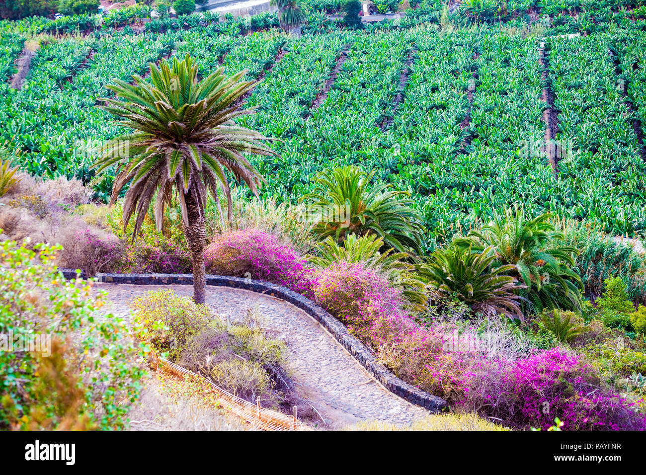 Tierras agrícolas tradicionales y plantación de plátanos en la Rambla de Ruiz costa en Los Realejos, Tenerife, España Foto de stock