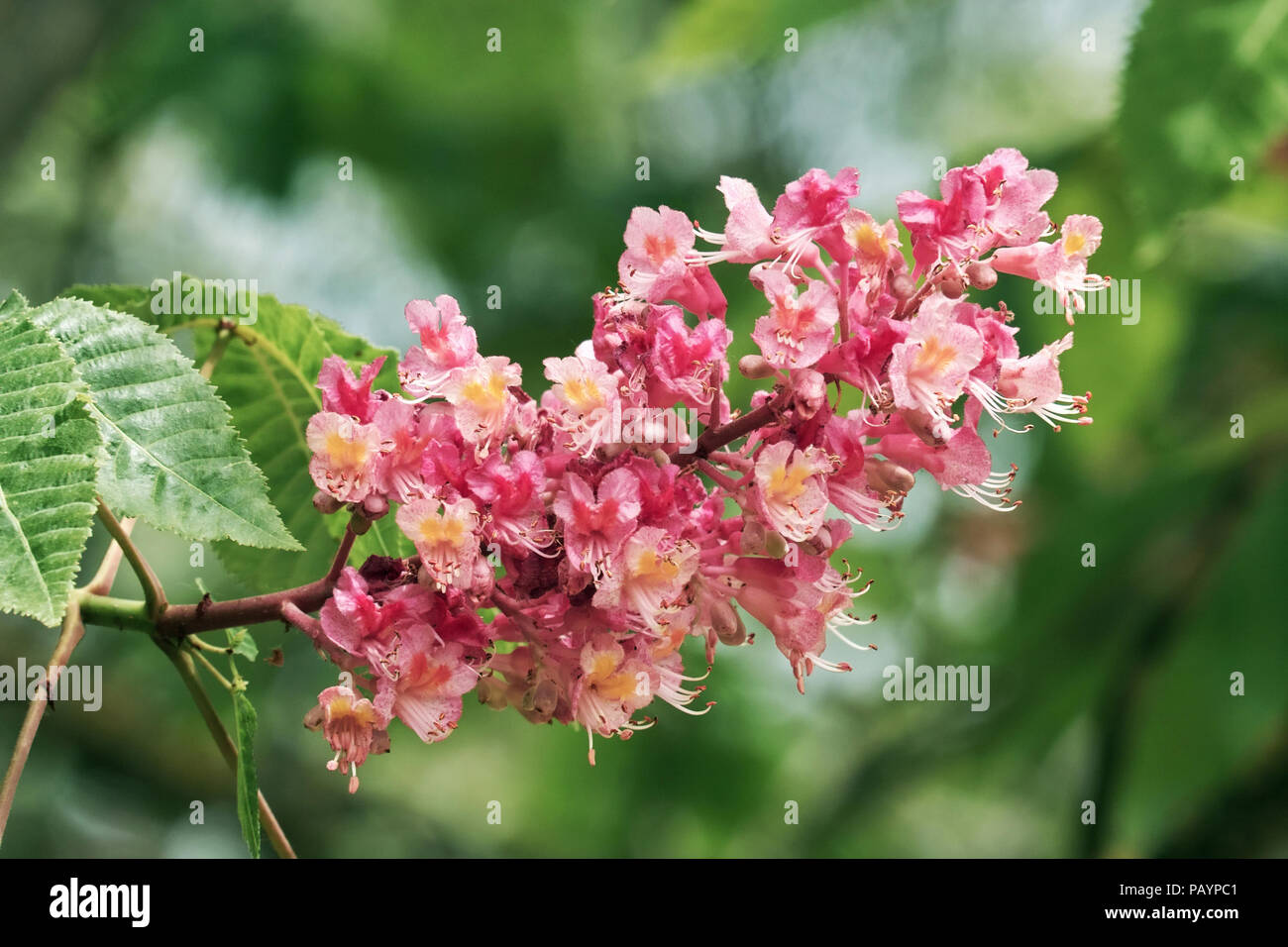Inflorescencia Panícula De Caballo Rojo Castaño Fotografía De Stock Alamy