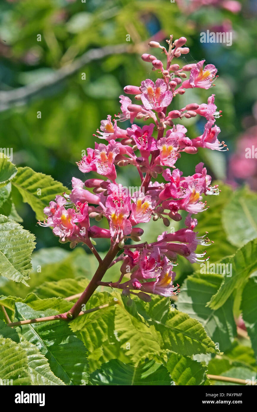 Inflorescencia Panícula De Caballo Rojo Castaño Easculus X Carnea Fotografía De Stock Alamy