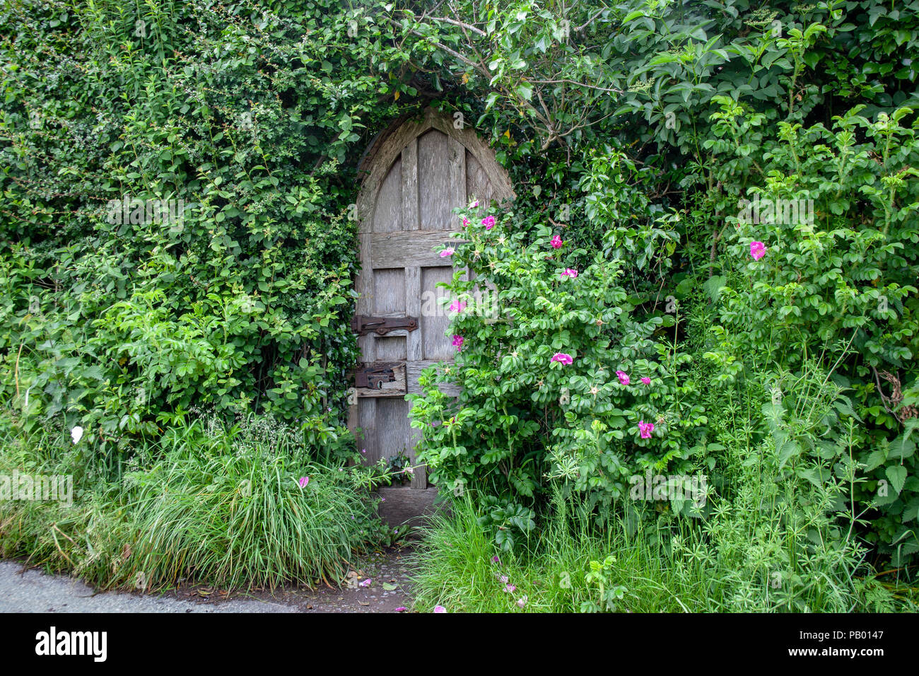 Una muy antigua puerta arqueado con una cerradura y pestillo roto- medio escondida por vegitation rugosa y rosas. Foto de stock