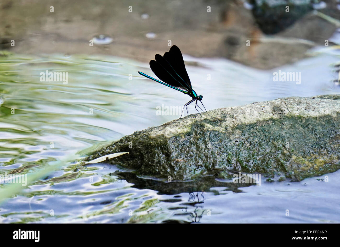 Ebony jewelwing iridious flexión sus hermosos colores verde-azul metálico en roca por stream en los Jardines Botánicos de Toronto, Ontario, Canadá Foto de stock