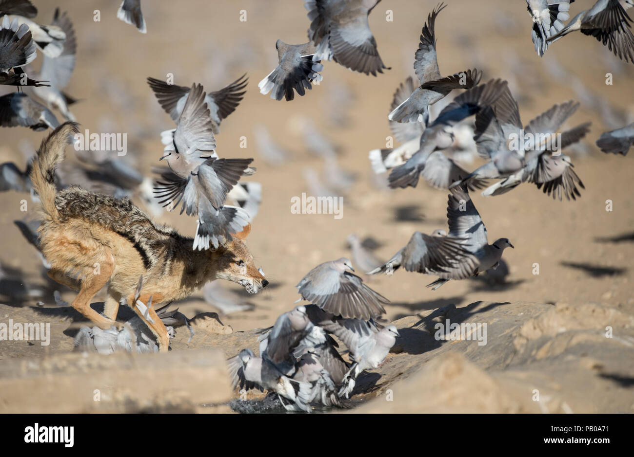 Chacal persiguiendo pájaros en un abrevadero, Kgalagadi, Northern Cape, Sudáfrica Foto de stock