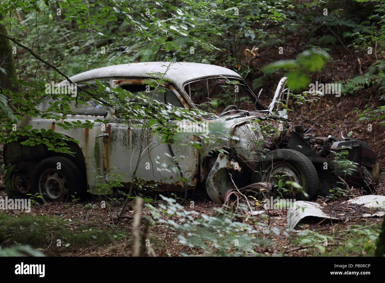 Un viejo Volvo PV 544 fabricada a partir de la década de 1940 hasta la década de 1960 que se pudrió en el bosque. Foto de stock