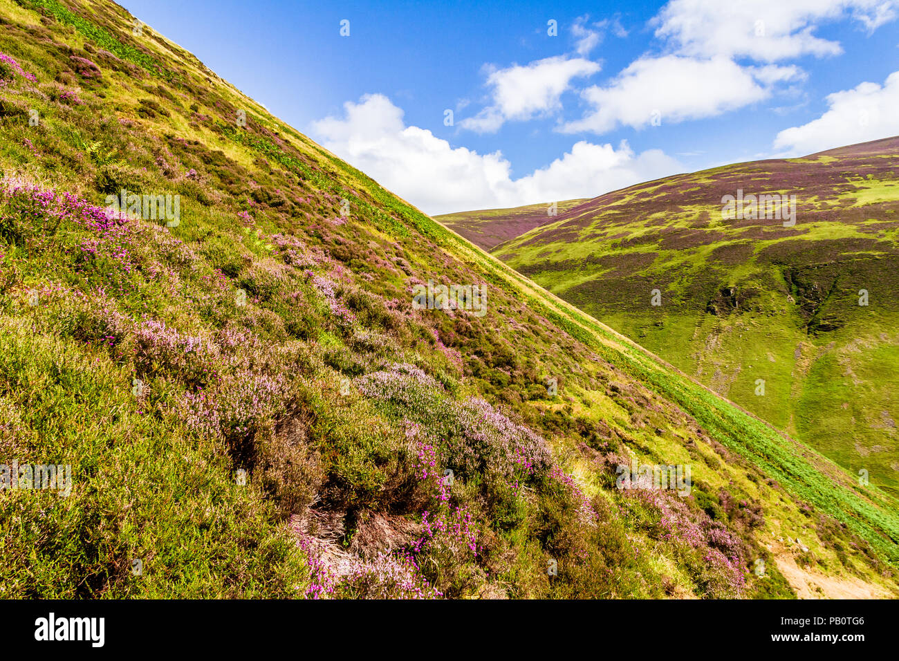 Heather crece en las laderas empinadas que conducen a Loch Skeen en Grey Mare's Tail cascada, Dumfries y Galloway, Escocia, Reino Unido. Foto de stock