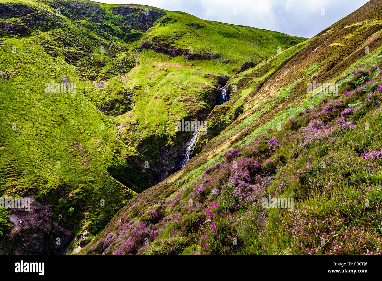 Heather crecen en las laderas que rodean Grey Mare's Tail cascada, Dumfries y Galloway, Escocia, Reino Unido. Foto de stock