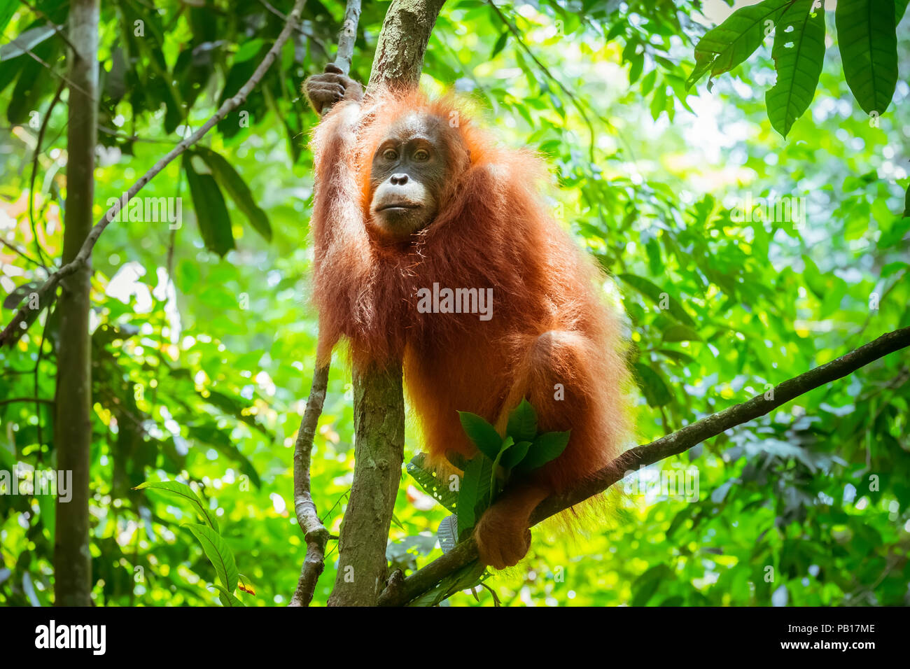 Lindo bebé orangután colgado en rama y mirando alrededor contra el espeso follaje verde y brilla el sol en el fondo. Poco ape descansando en árbol en exot Foto de stock