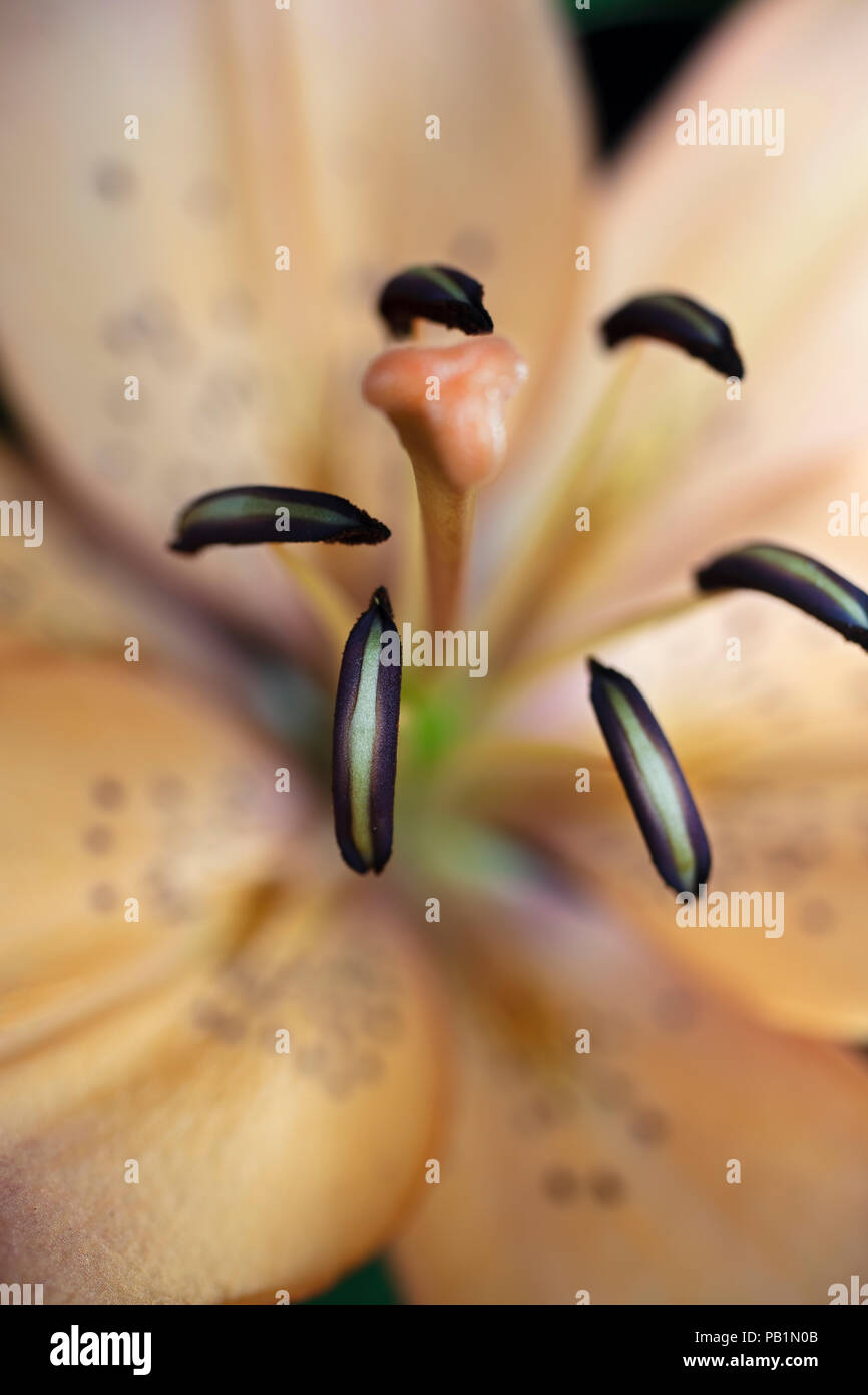 Cerca de los pétalos suaves de la Tiger Lily Flor Foto de stock