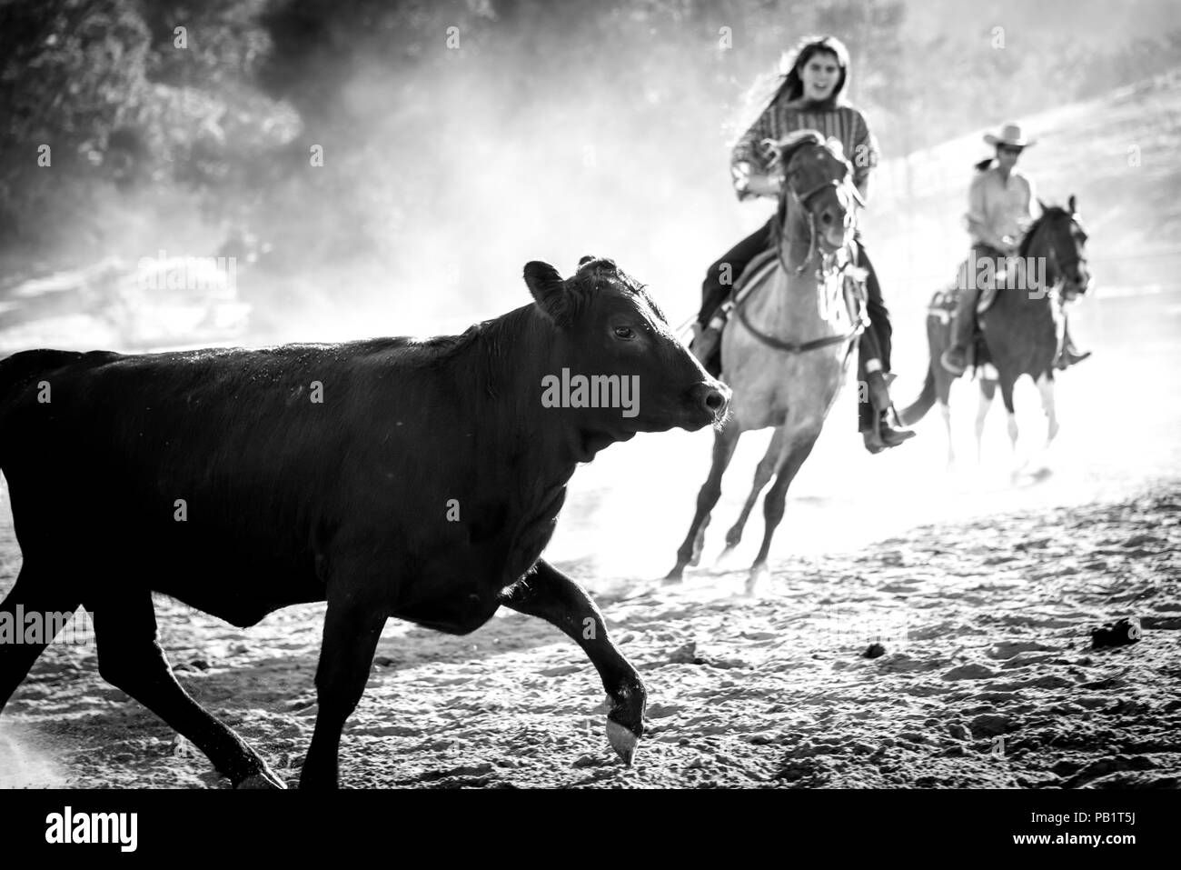 Vaqueras Real: dos mujeres a caballo en el rodeo, a punto de cruzarse, ya que mover el ganado en competencia, en blanco y negro. Foto de stock