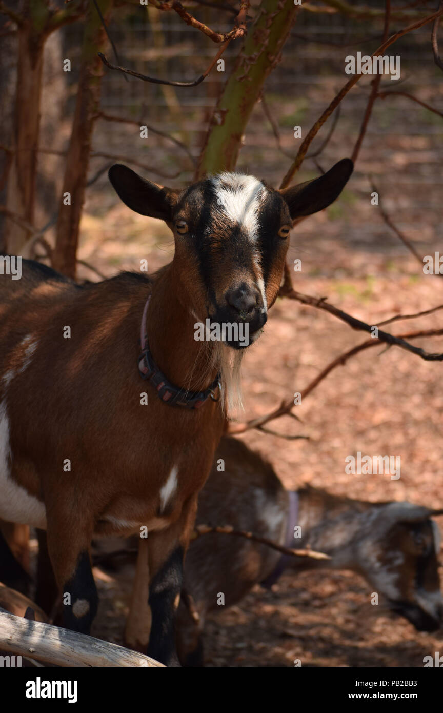 Cabra enana nigeriana fotografías e imágenes de alta resolución Alamy