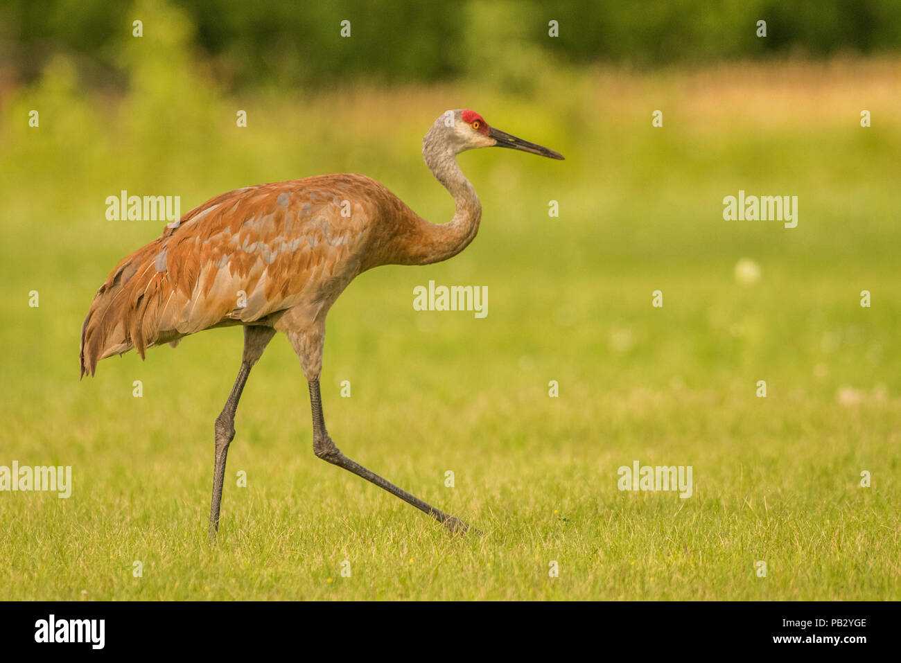 Una grúa sandill (Antígona canadensis) camina a través de un campo en el sur de Wisconsin. La protección de la ley de aves migratorias ha restablecido el número de grúa Foto de stock