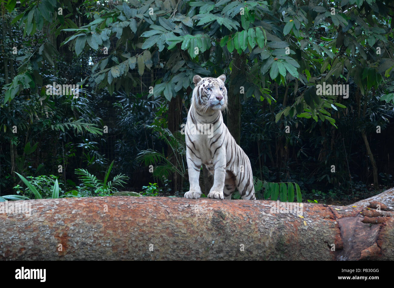 Omar el Tigre Blanco, el Zoo de Singapur. Foto de stock