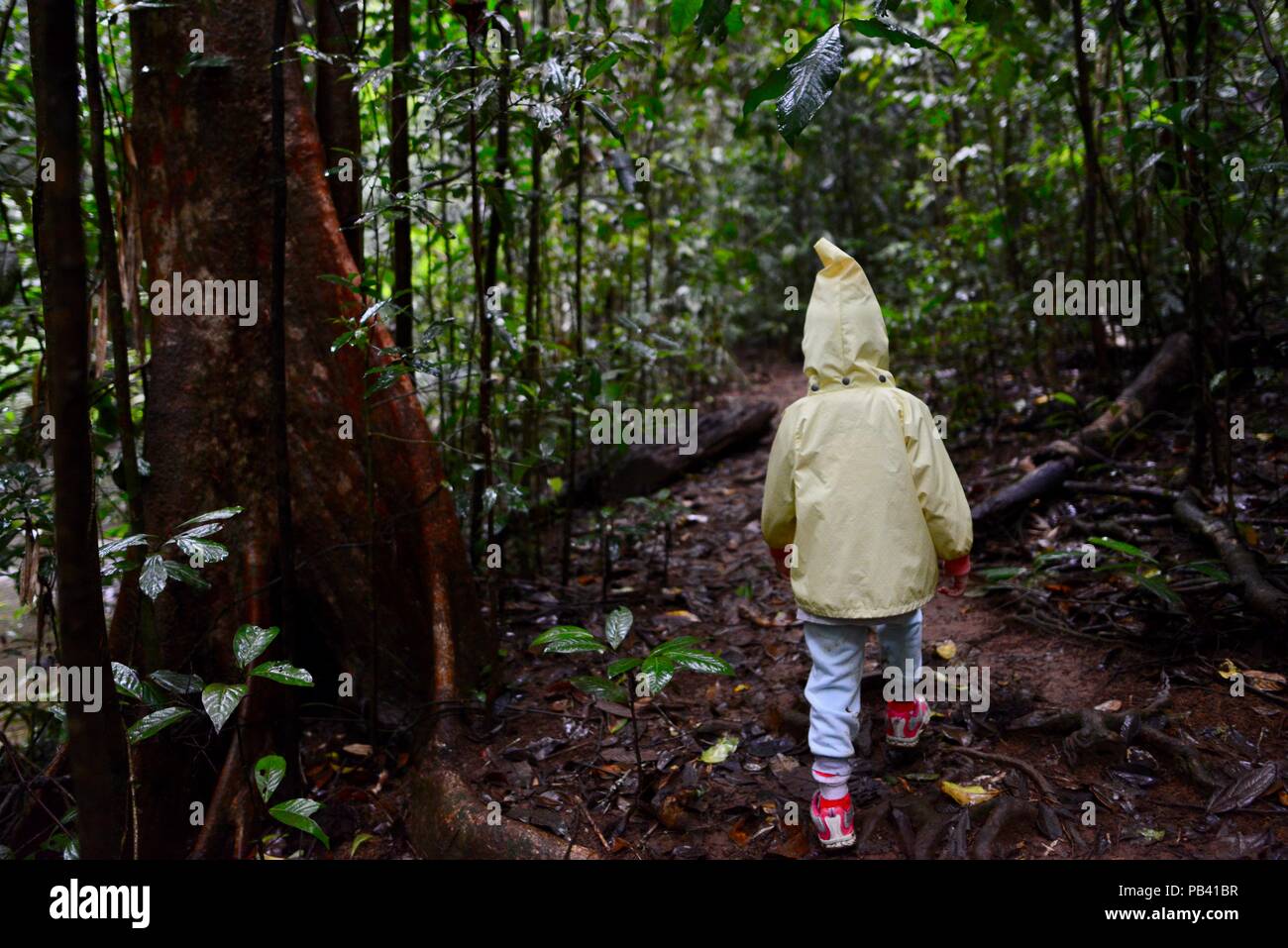 Un niño caminando a través de una selva tropical vía en Millaa Millaa falls, Atherton Tablelands, Queensland, Australia Foto de stock