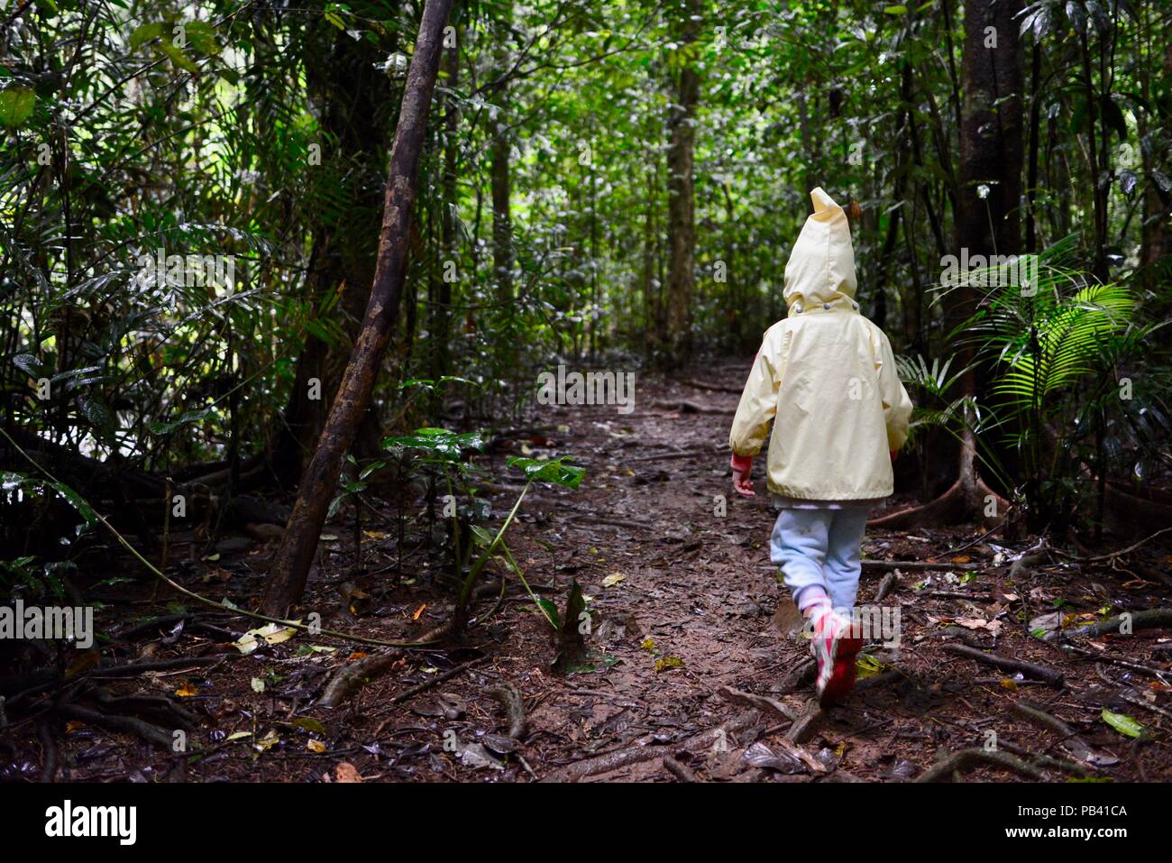 Un niño caminando a través de una selva tropical vía en Millaa Millaa falls, Atherton Tablelands, Queensland, Australia Foto de stock