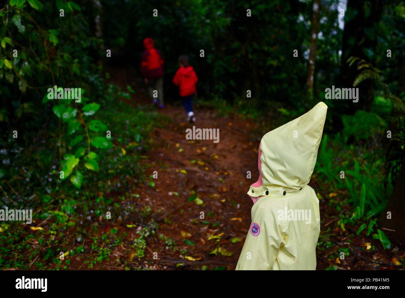 Una familia caminando a través de una selva tropical, Millaa Millaa falls, Atherton Tablelands, Queensland, Australia Foto de stock