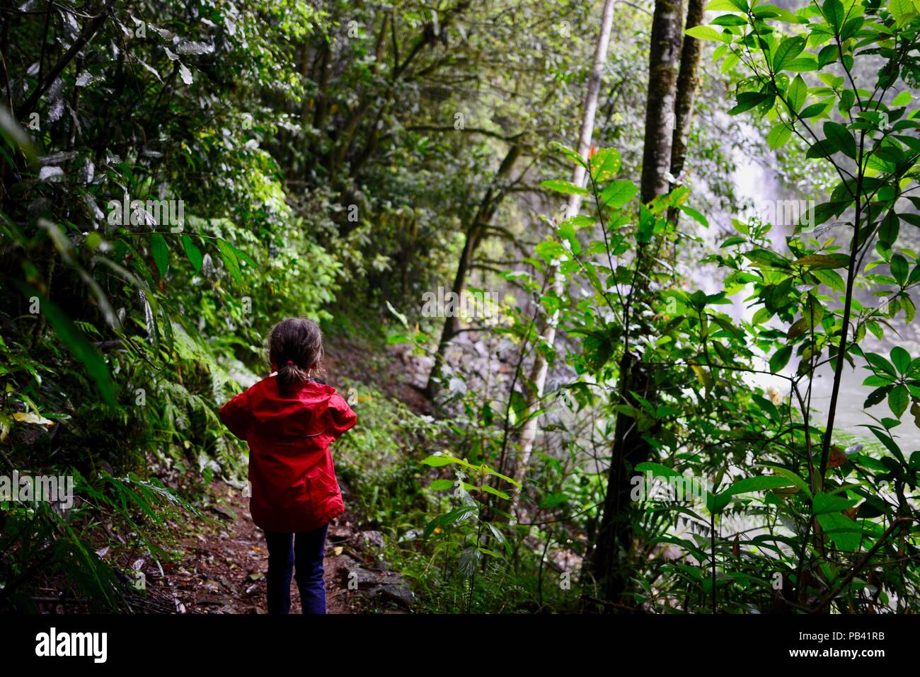 Un niño caminando a través de una selva tropical vía en Millaa Millaa falls, Atherton Tablelands, Queensland, Australia Foto de stock