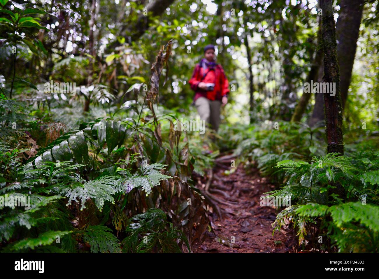 Una mujer caminando sobre una pista rodeado por helechos a Souita Falls, Atherton Tablelands, Queensland, Australia Foto de stock