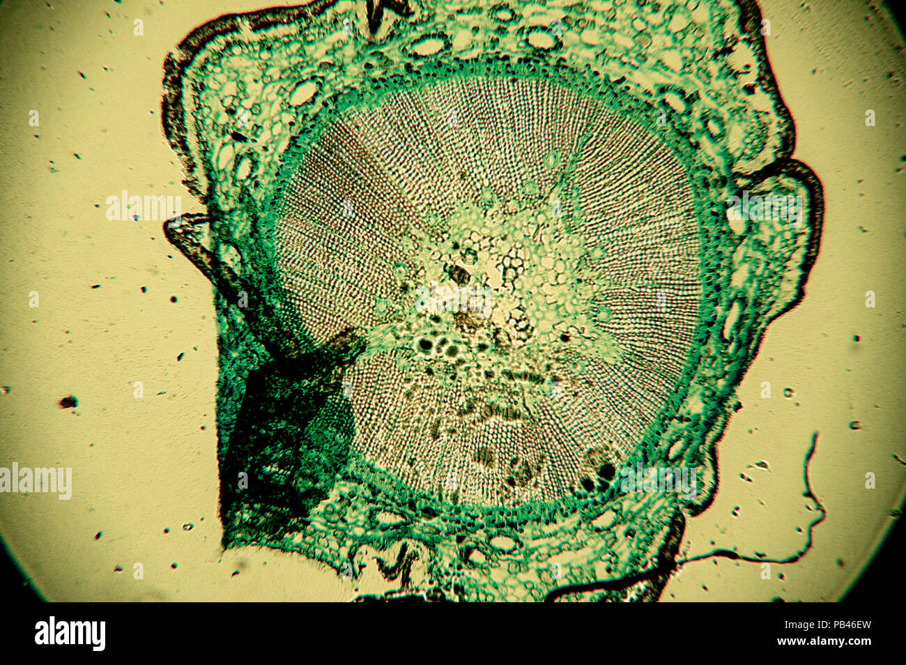 Célula de un organismo vivo en el microscopio. Foto de stock