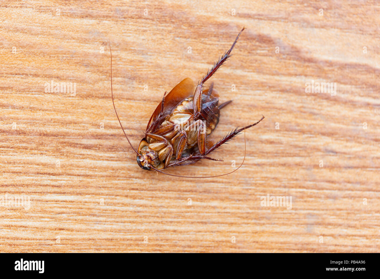 Cucaracha muerta en el suelo Foto de stock