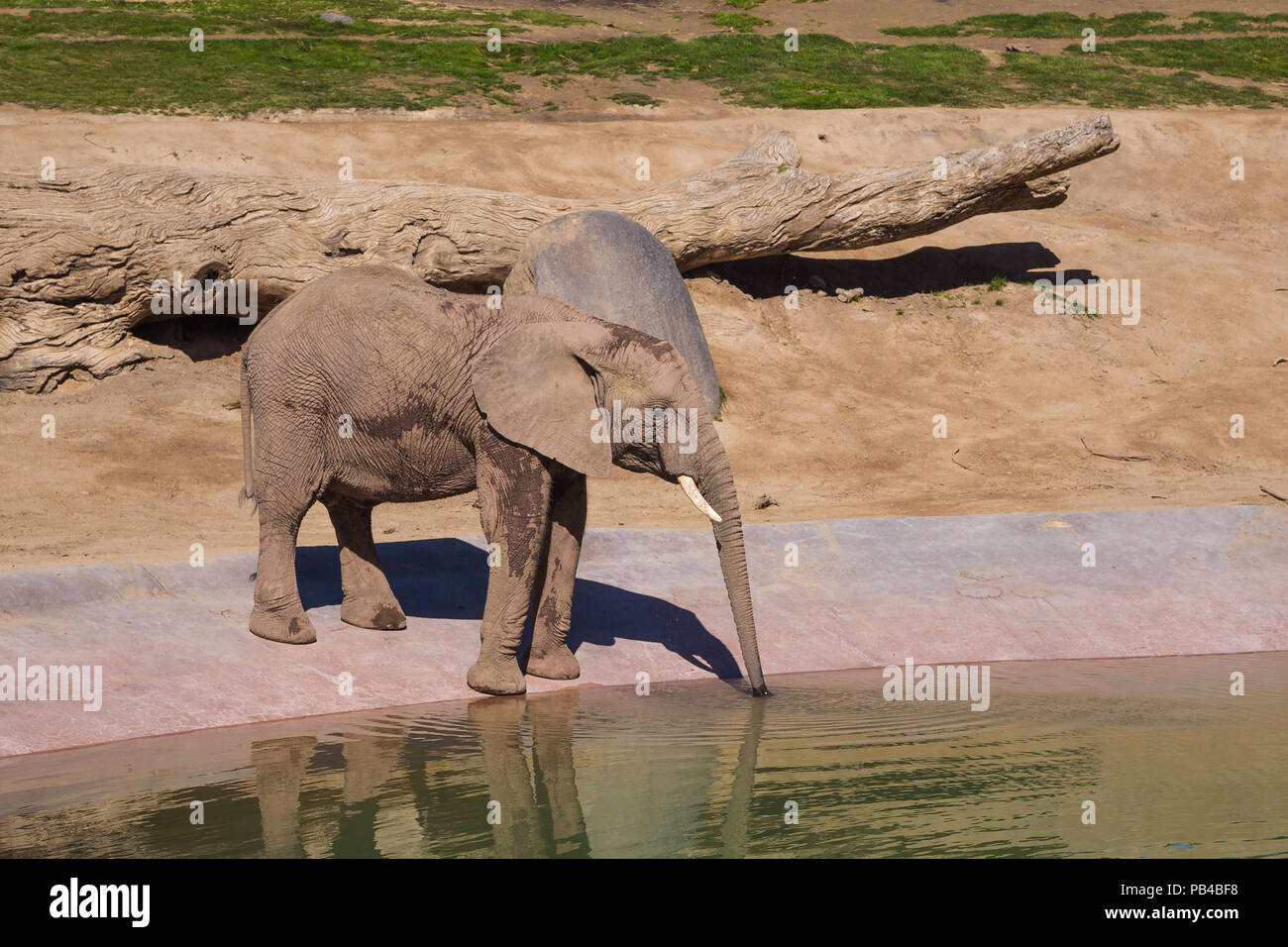 Elephant es agua potable al abrevadero Foto de stock