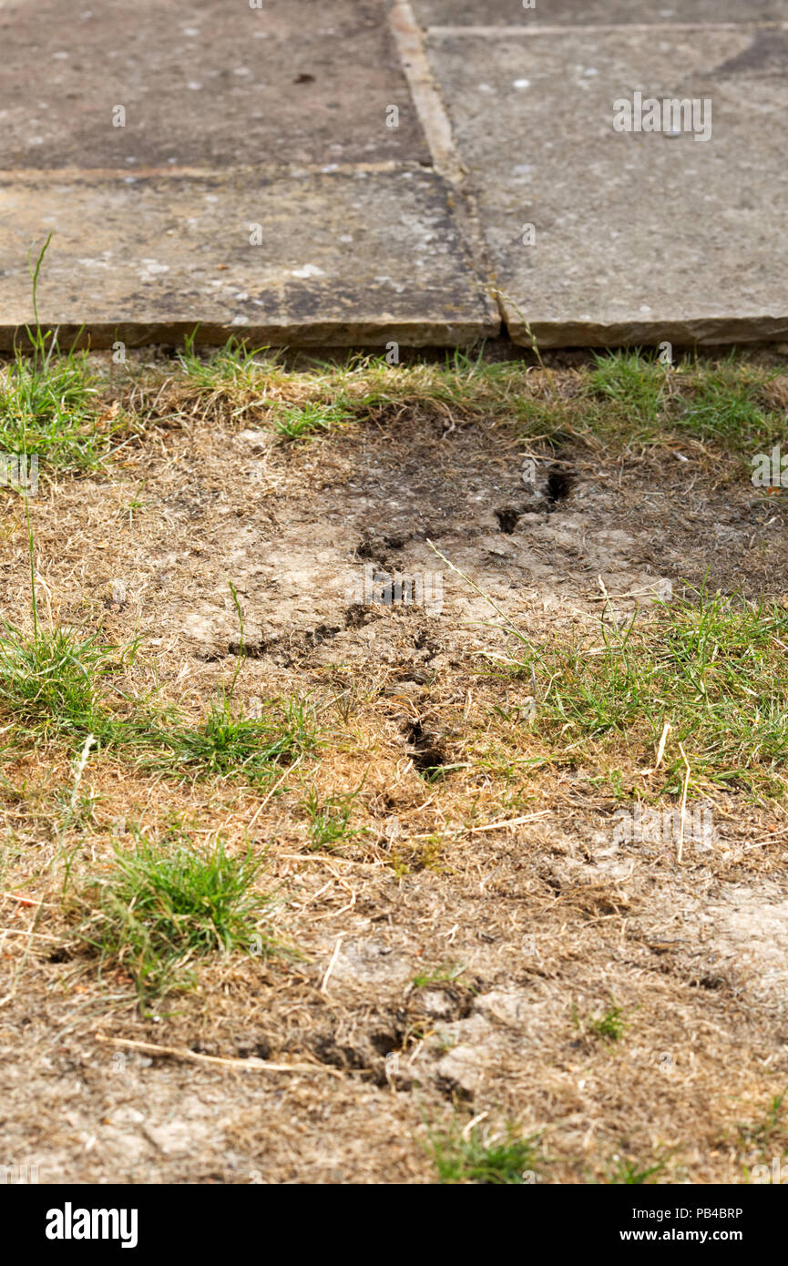 Parches de pasto moribundo en un prado en el Reino Unido. El verano de 2018. Foto de stock