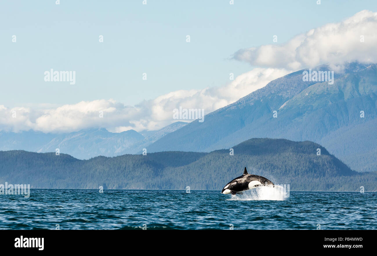 Una Orca salta en el aire durante una cacería persiguiendo una marsopa en Lynn Canal en el sureste de Alaska. Foto de stock