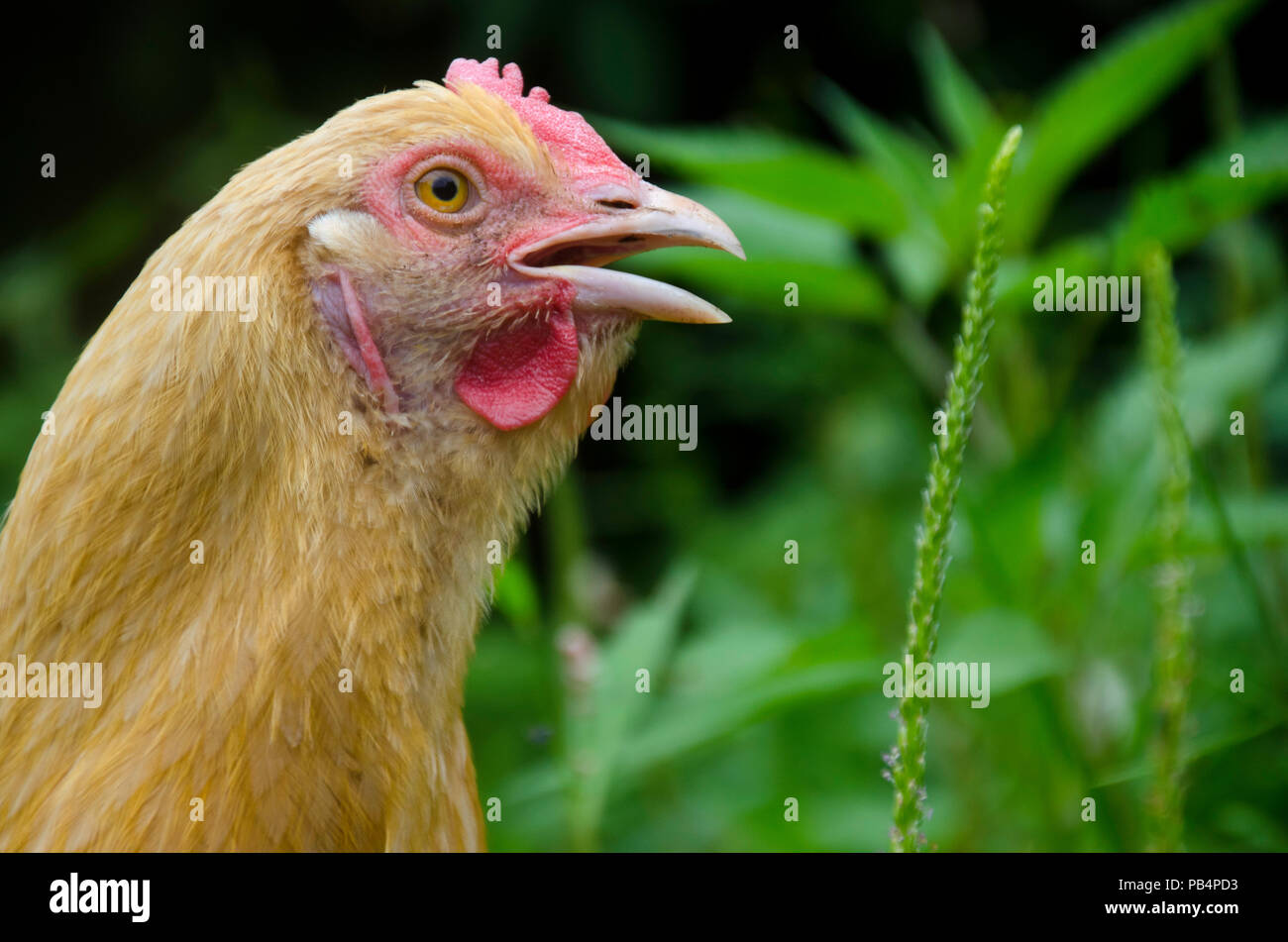 Buff Orpington perfil pollo boca abierta en la hierba, Maine Fotografía de  stock - Alamy