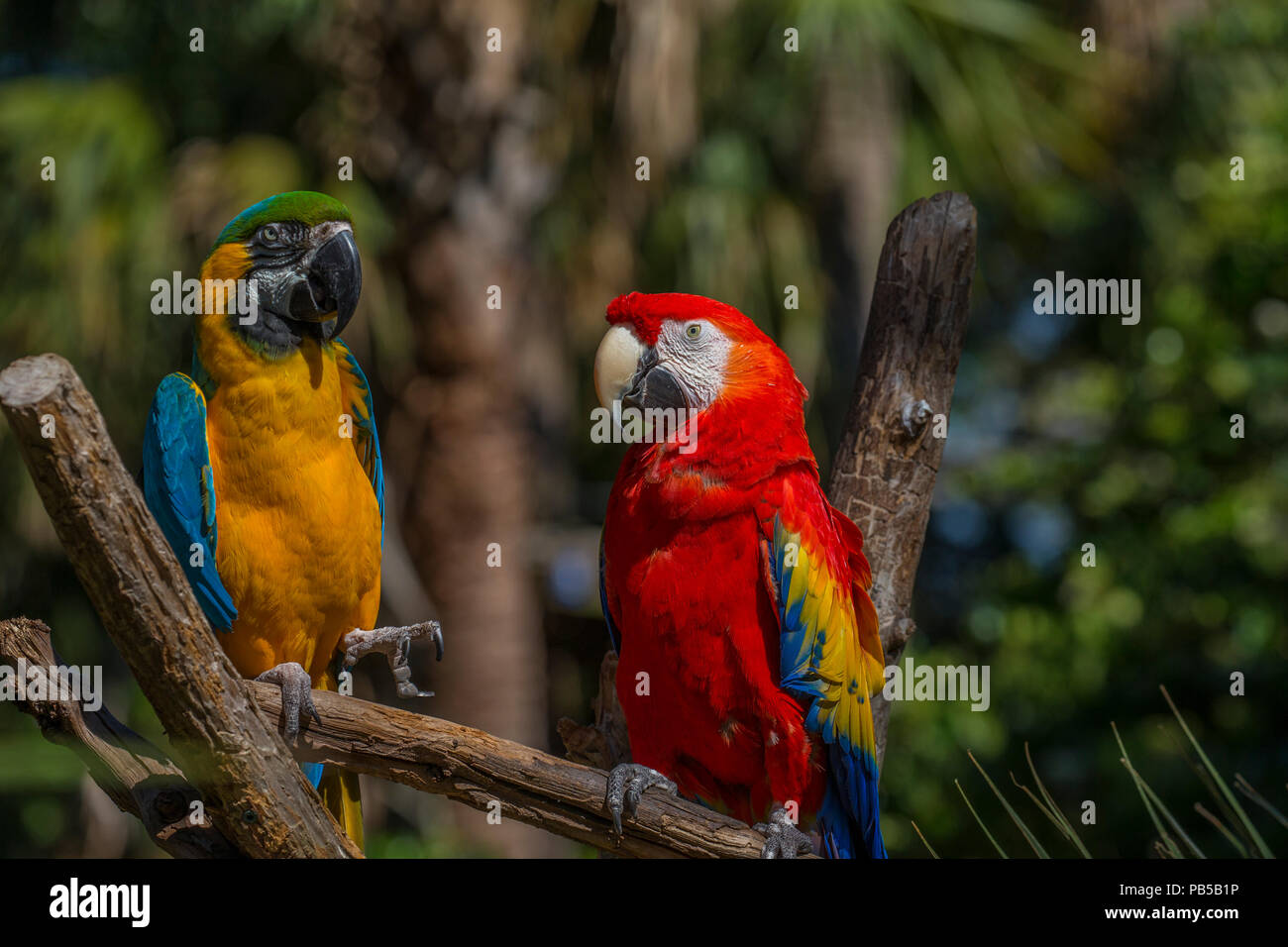 Par de guacamayos pájaros tropicales en San Agustín Alligator Farm Zoological Park en San Agustín, Florida Foto de stock