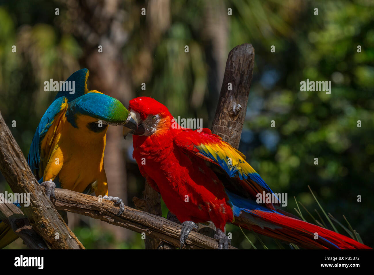 Par de guacamayos pájaros tropicales en San Agustín Alligator Farm Zoological Park en San Agustín, Florida Foto de stock