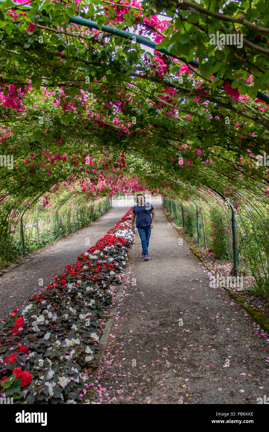 Adulto Joven Mujer Morena En Una Camisa Azul Con El Cabello Corto Caminando A Traves De Un Tunel De Rose Garden Fotografia De Stock Alamy