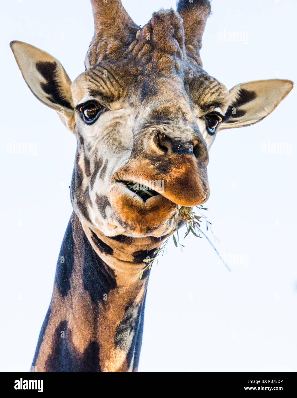 Retrato de animales jirafa africana masticar las hojas, cerca. Foto de stock