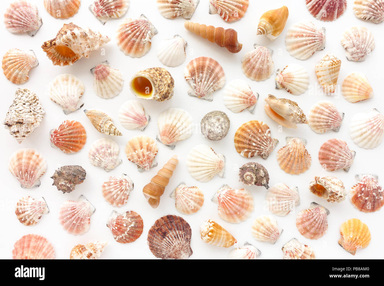 Variedad de conchas sobre fondo blanco. Foto de stock