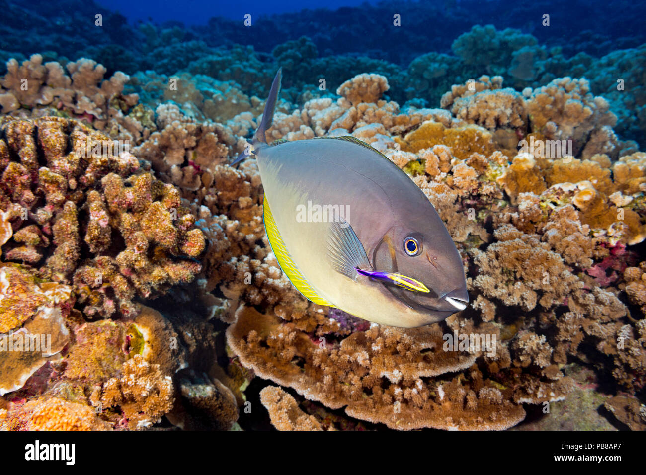 Estos elegantes, unicornfish hexacanthus Naso, han hecho una parada en una estación de limpieza operada por un limpiador hawaianos endémicos de napoleón, Labroides phthiropha Foto de stock