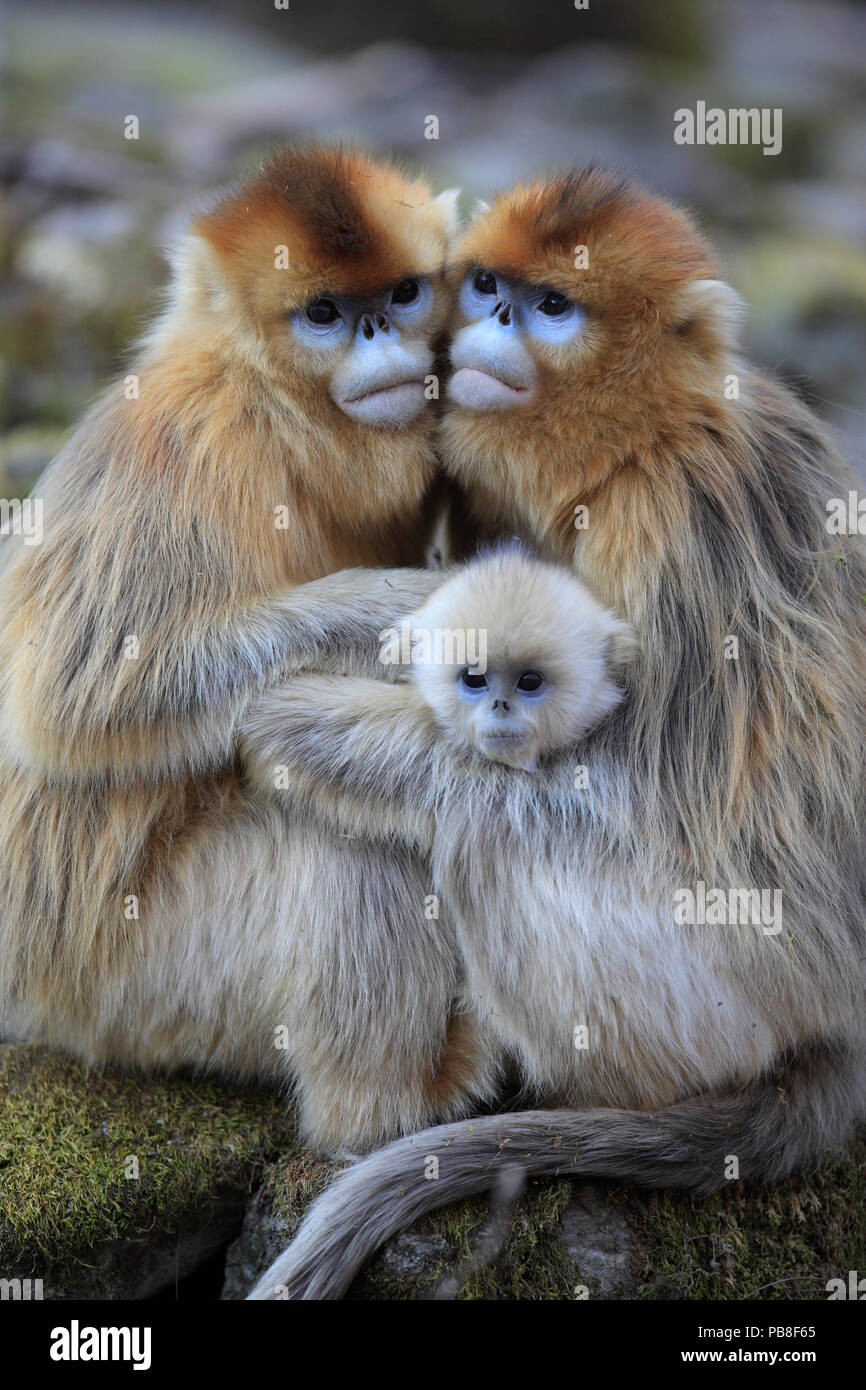 Monos de nariz chata fotografías e imágenes de alta resolución - Alamy