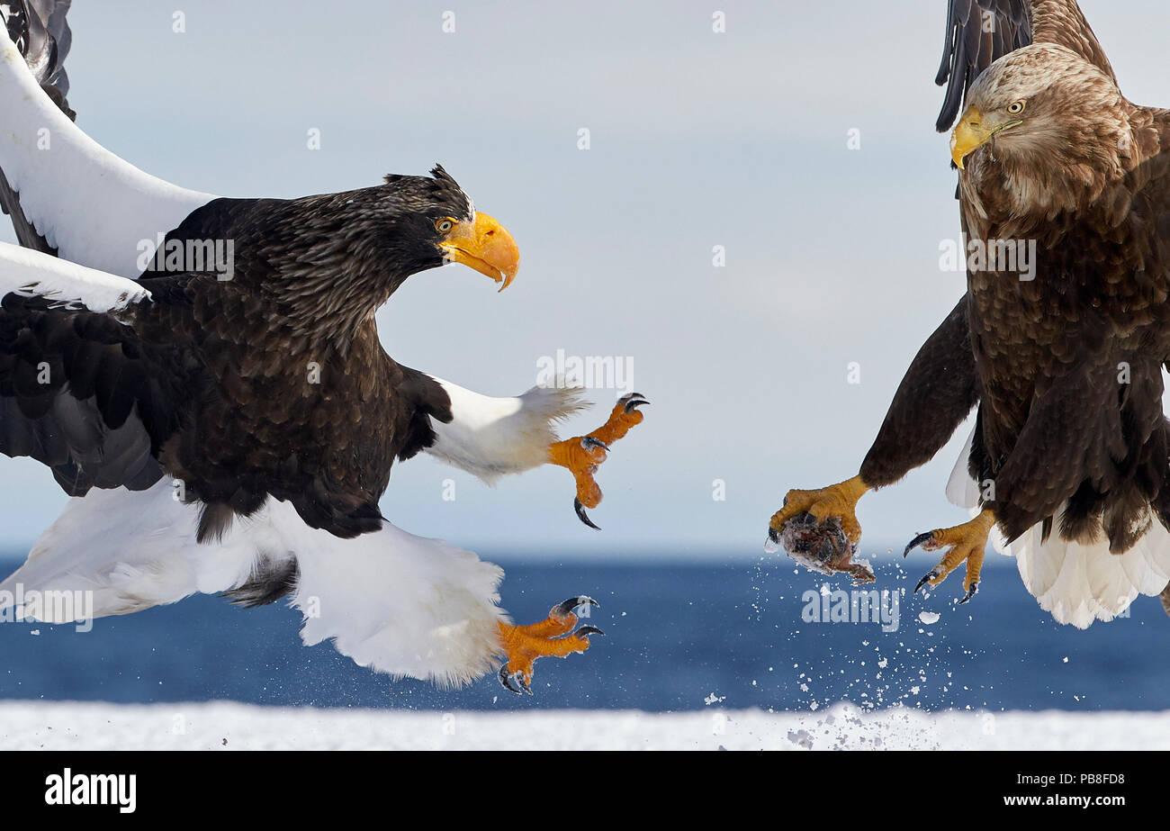 águila con comida fotografías e imágenes de alta resolución - Alamy
