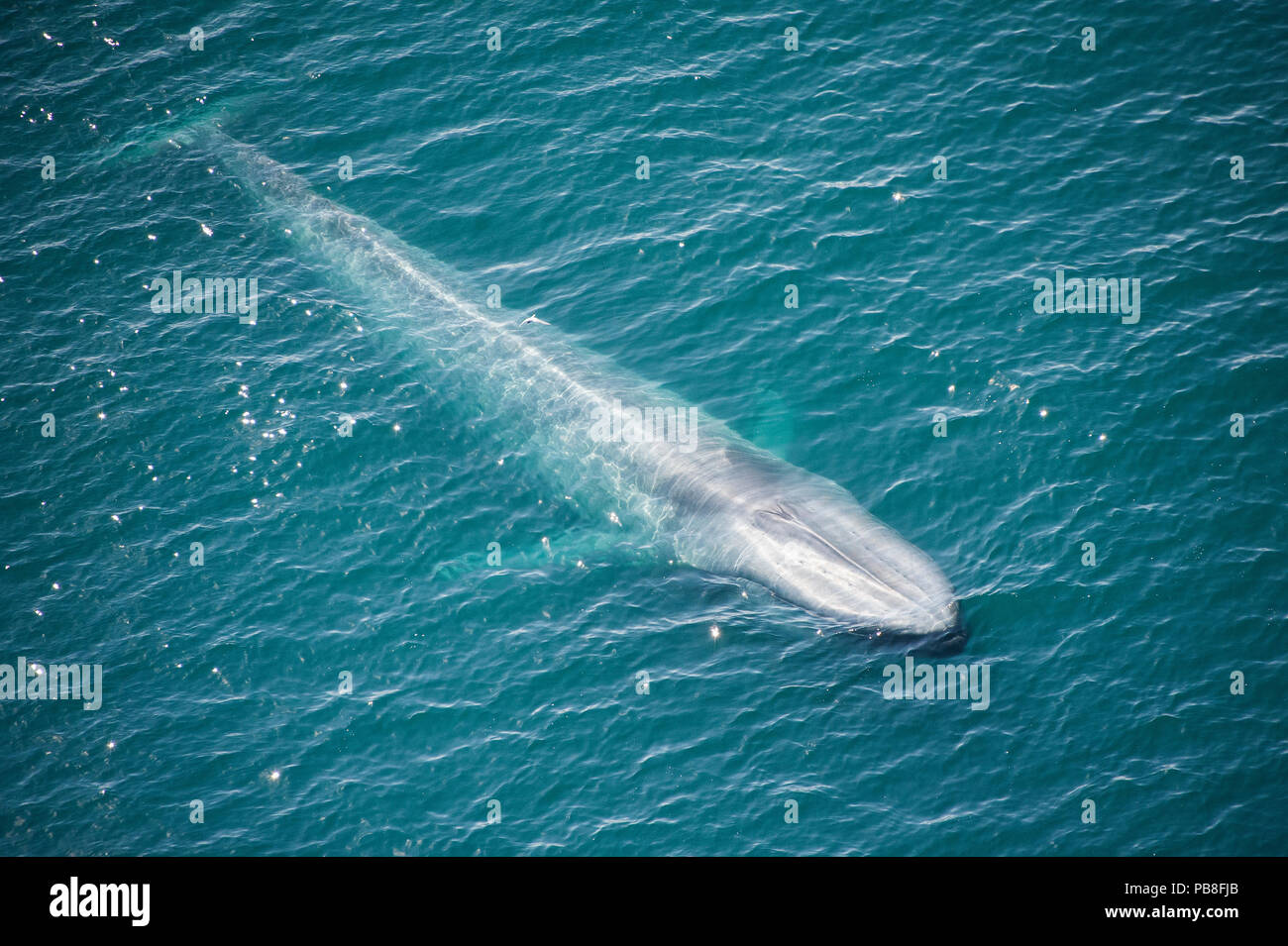 La ballena azul (Balaenoptera musculus) Vista aérea de la pavimentación, la Bahía de Skjalfandi animal, al norte de Islandia, Junio, especies en peligro de extinción Foto de stock