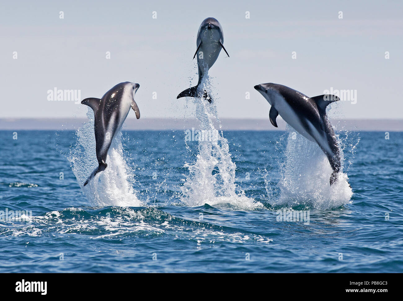 Delfines Areneros (Lagenorhynchus obscurus) porpoising, Puerto Madryn,  Península Valdés, Argentina, en diciembre Fotografía de stock - Alamy
