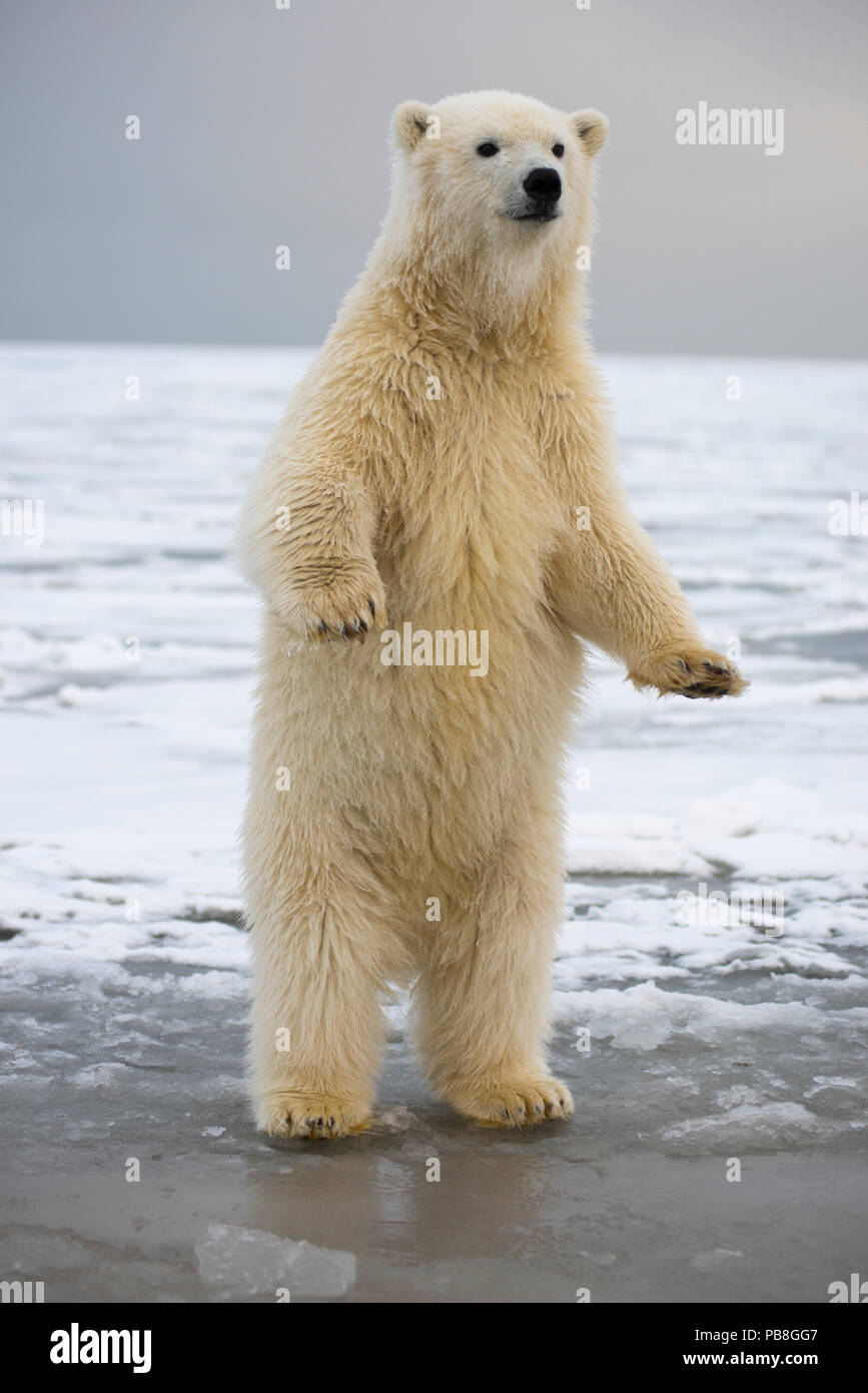 Los jóvenes el oso polar (Ursus maritimus) de pie sobre las patas traseras, Bernard Spit, 1002 Zona, Arctic National Wildlife Refuge, ladera Norte, Alaska, Estados Unidos, Octubre. Las especies vulnerables. Foto de stock