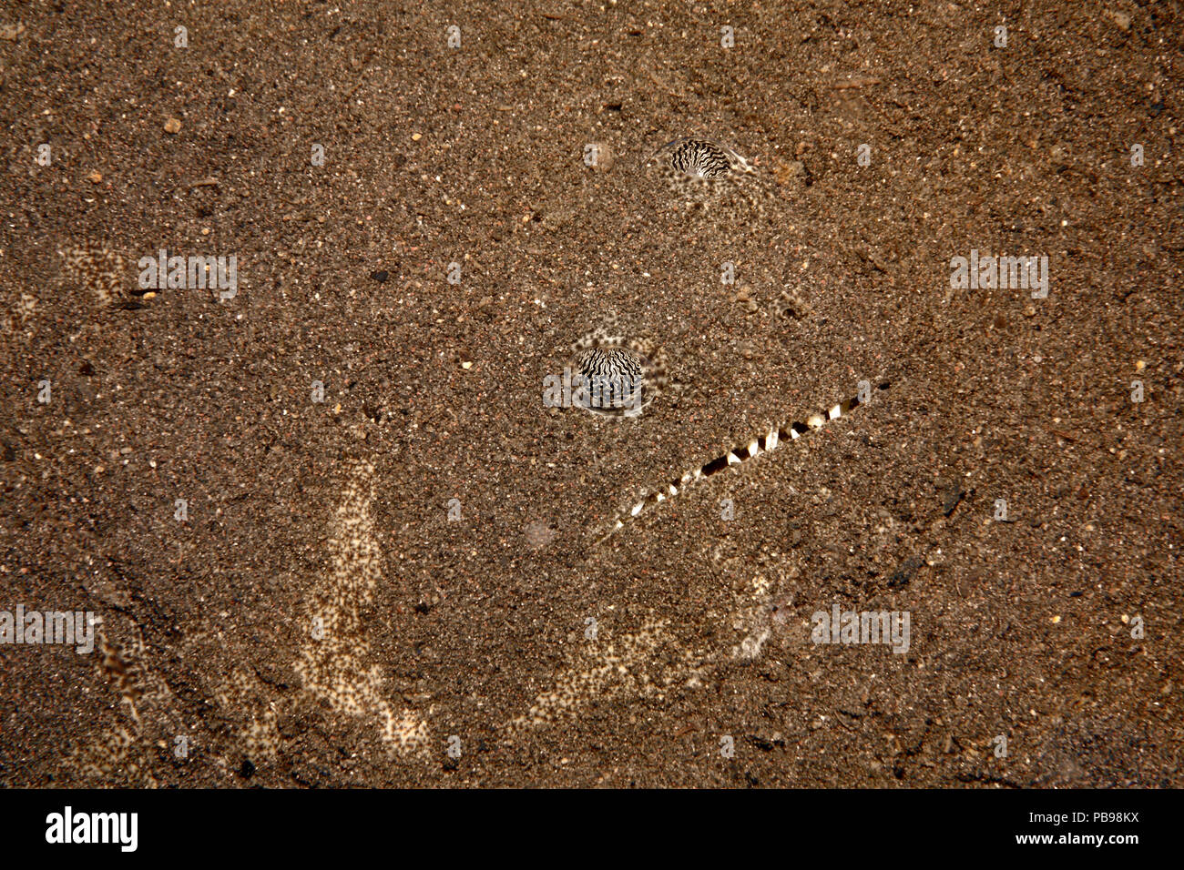 India, también conocido como Fletán Fletán australiano y Bigmouth fletán, Psettodes erumei. Peces escondidos en la arena, los ojos y dientes mostrando mientras espera para p Foto de stock