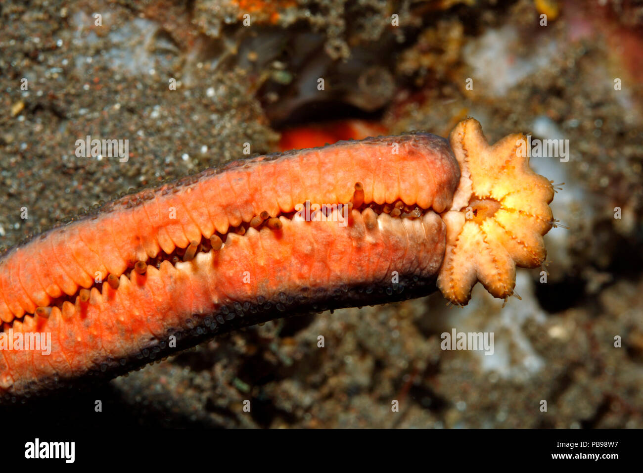 Brazo en crecimiento de estrella de mar fotografías e imágenes de alta  resolución - Alamy