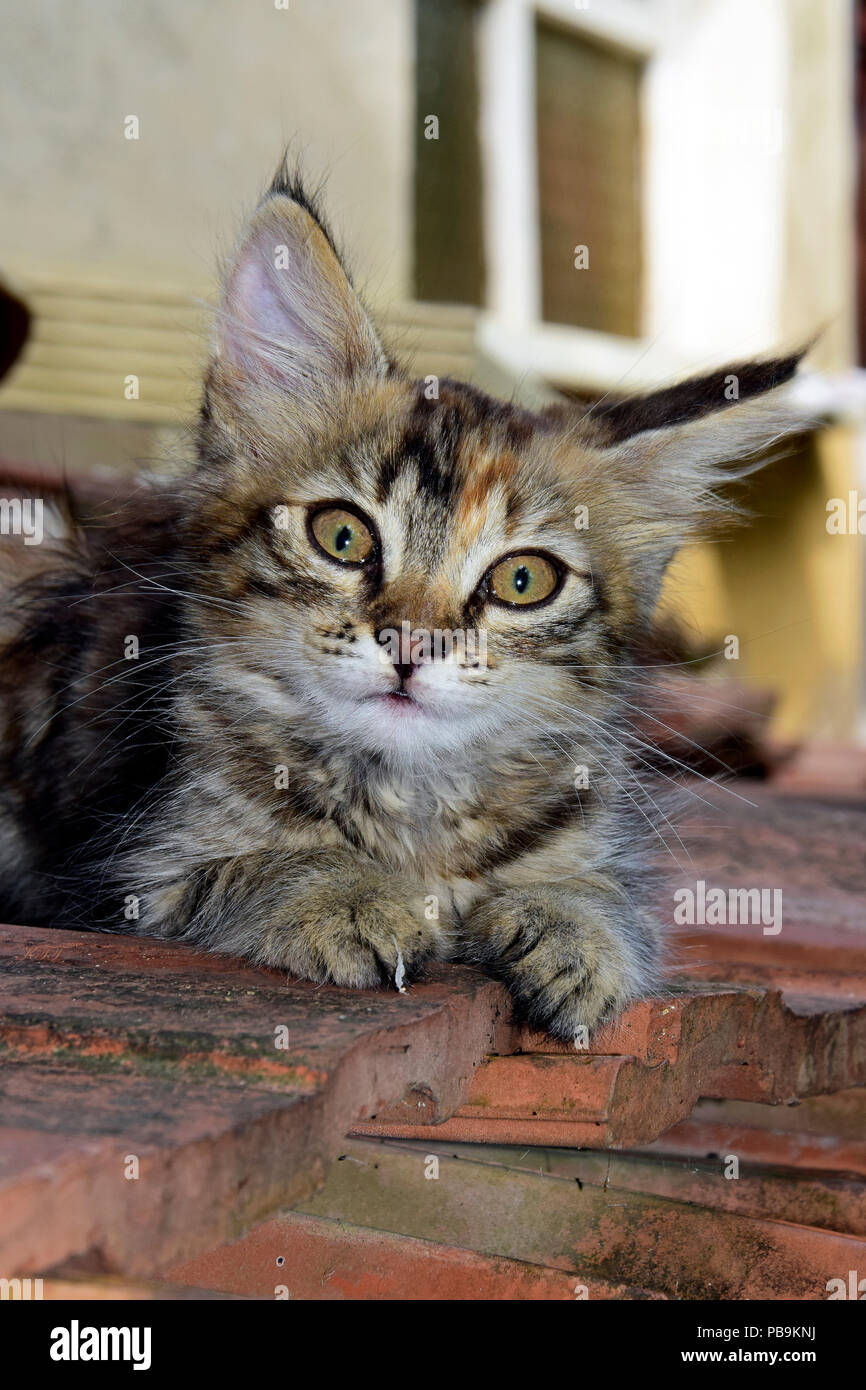 Retrato de una mullida, gris atigrado gatito sentado en tejas y mirando con asombro Foto de stock